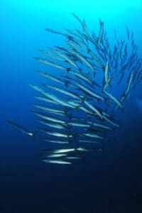 Plongée Barracuda — Le Sentier des Pins à Ramatuelle
