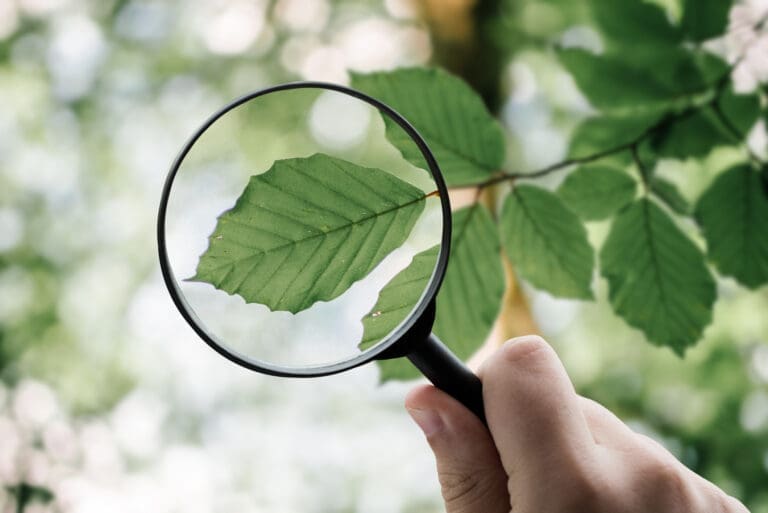 Focusing on a tree leaf — Menu d'activité Les Coulmes & Les Rambins 2026