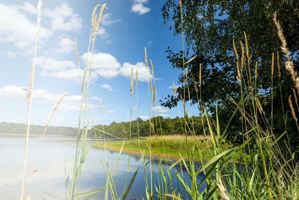 Dombes pond – Domaine de Sainte-Croix