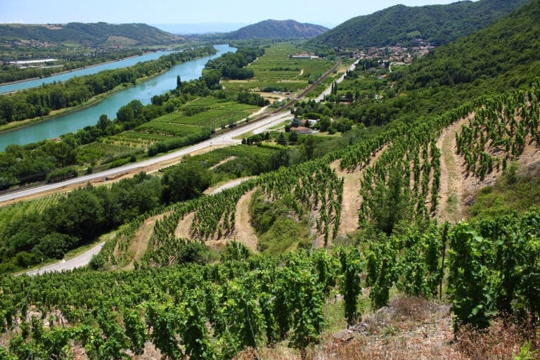 Vineyard in the Rhône Valley, Côtes du Rhône, Drôme provençale – Domaine de Sainte-Croix