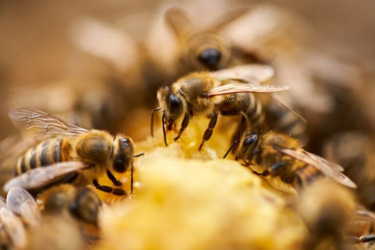 Bees inside the hive — Menu d'activité Les Coulmes & Les Rambins 2026