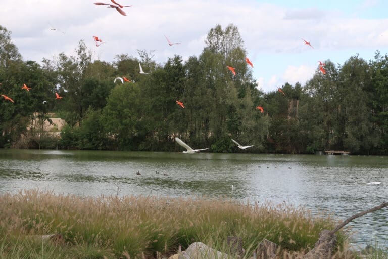 Flying ibis and spoonbill – Domaine de Sainte-Croix