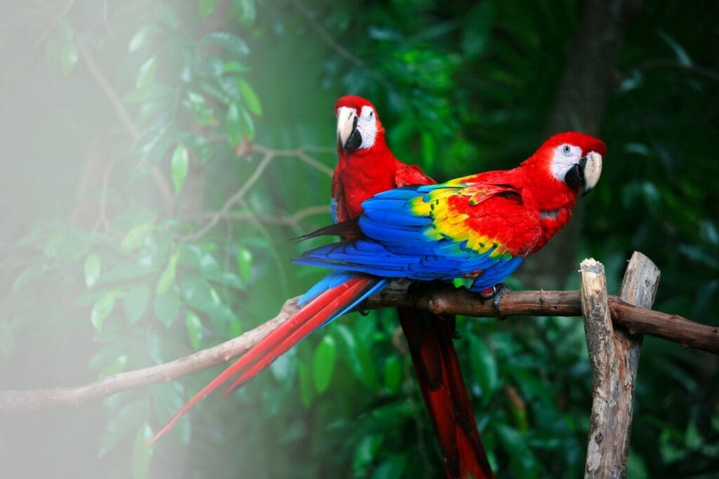 Parc des Oiseaux, Villars-les-Dombes, themed stays – Domaine de Sainte-Croix