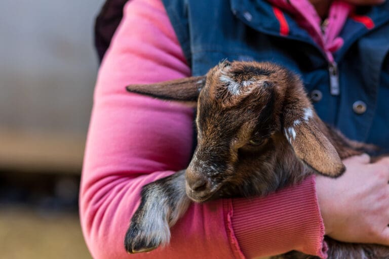 Goat farm in France – Domaine de Sainte-Croix