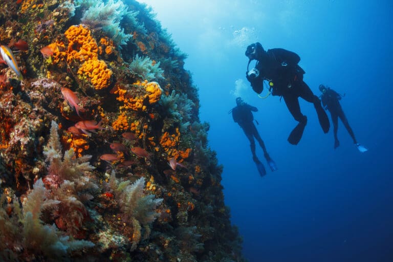 Underwater Scuba divers enjoy Explore reef Sea life Sea sponge — Plongée